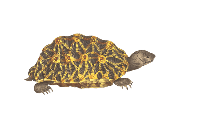 turtle