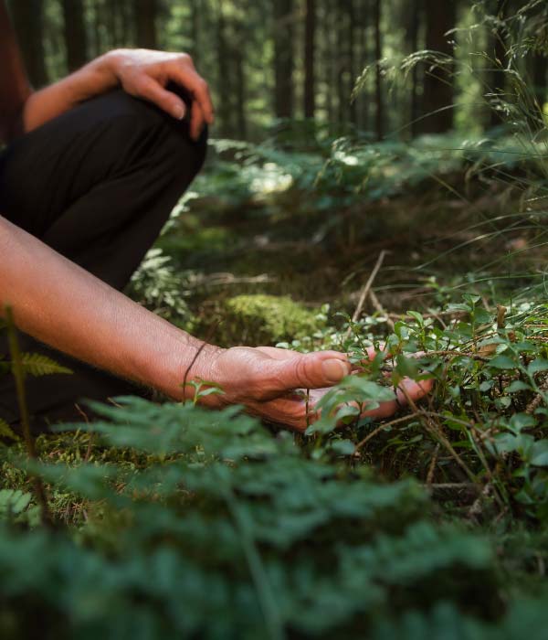 holding leaves from the forest