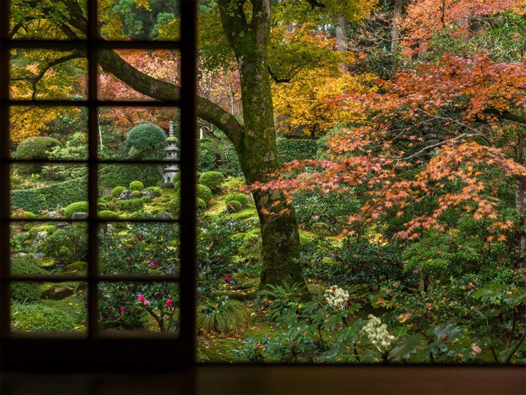 looking out at the forest