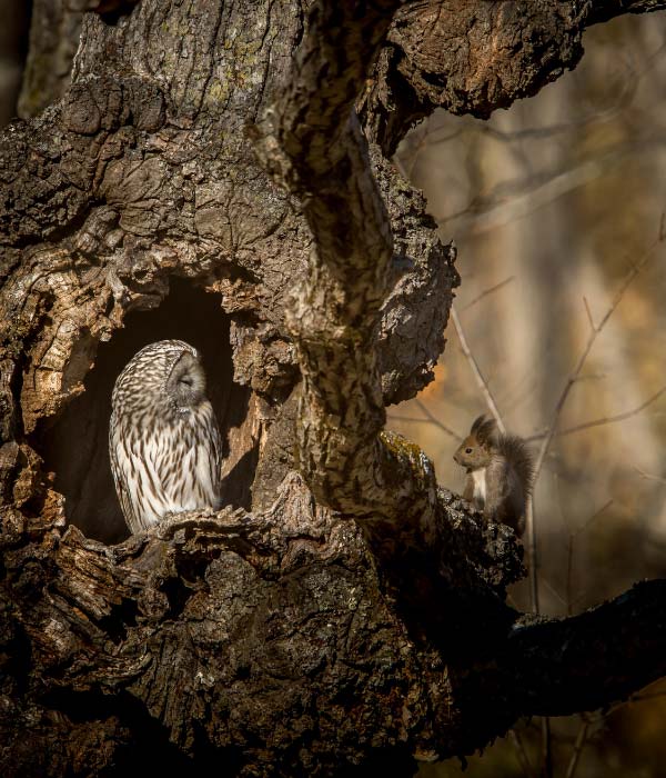 An owl in sitting in the hollow of the tree