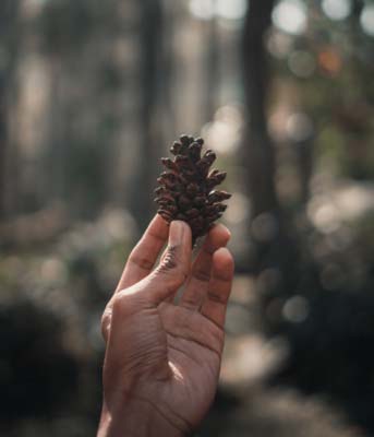 Holding a pinecone