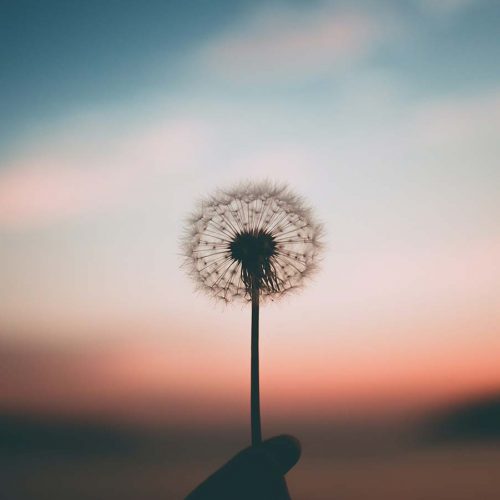 A dandelion