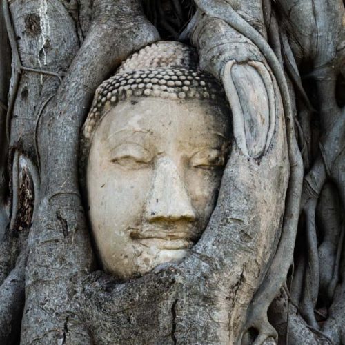 carved face on a tree