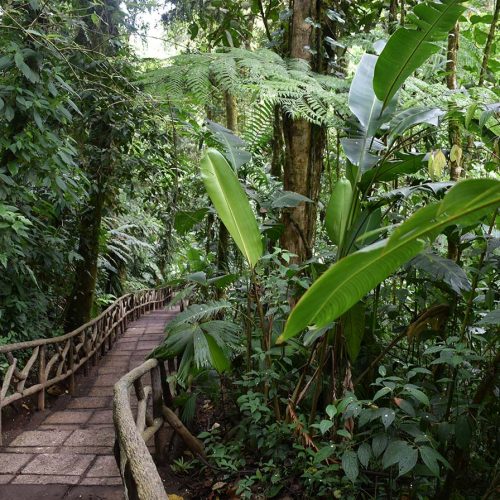 Bridge within the forest