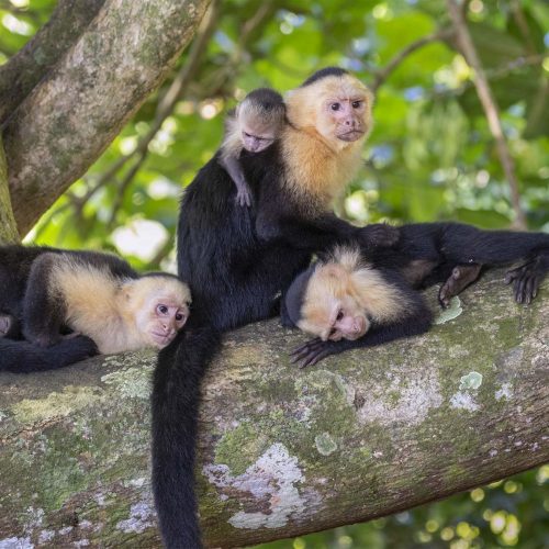 Capuchin Monkeys