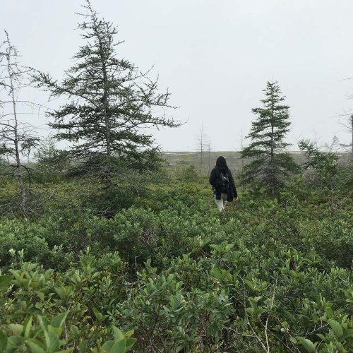 A person wandering through the forest