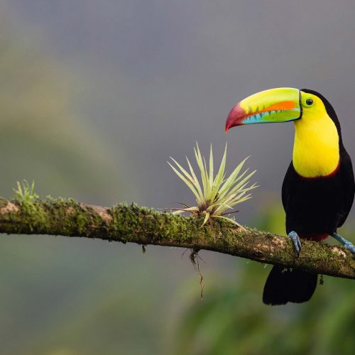 Tucan with yellow peak